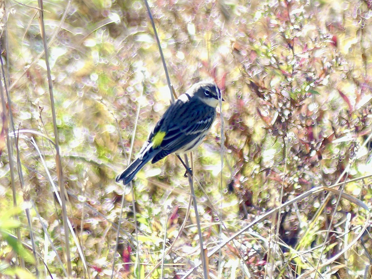 Yellow-rumped Warbler - ML643658752