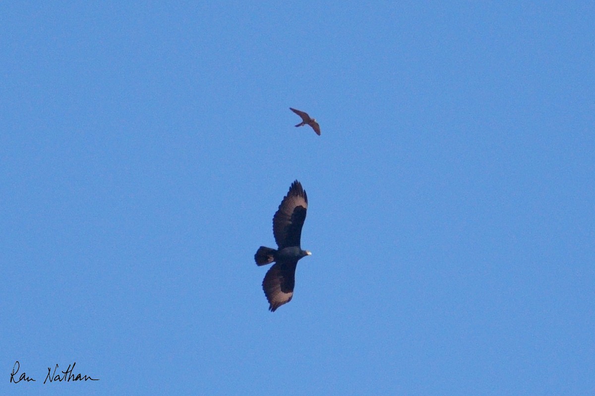 Verreaux's Eagle - ML643658756