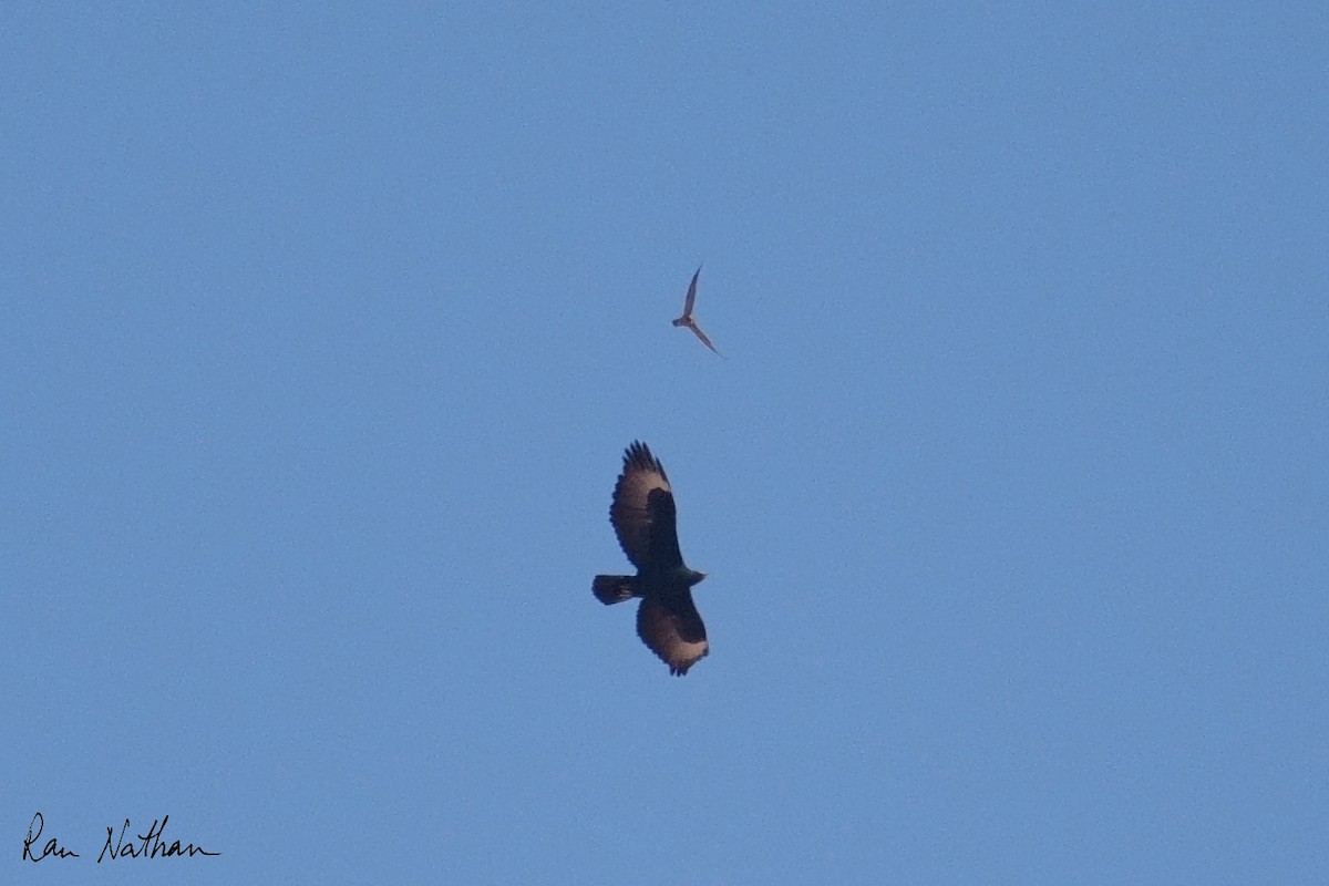Verreaux's Eagle - ML643658758