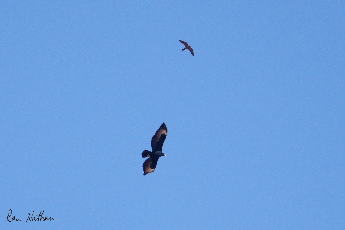 Verreaux's Eagle - ML643658759