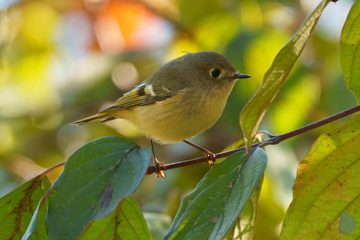 Ruby-crowned Kinglet - ML643658765