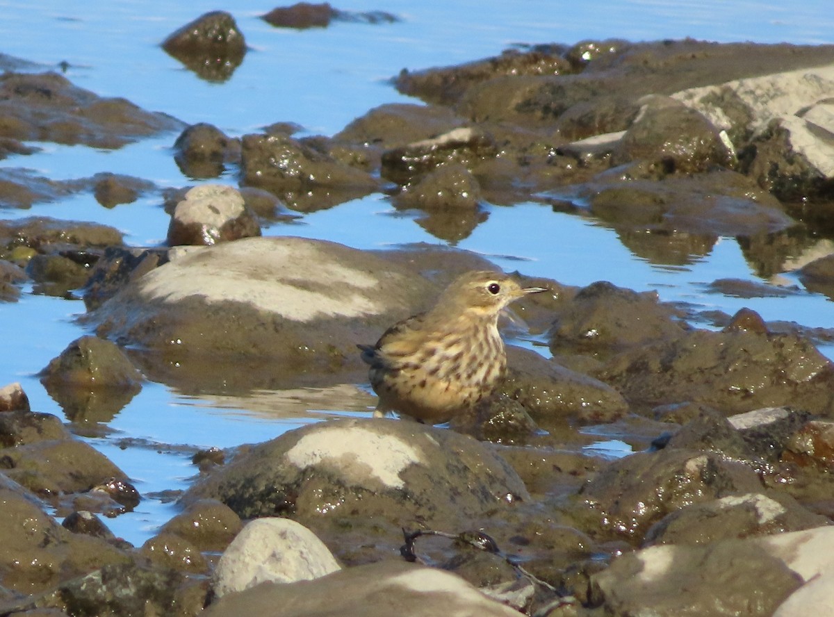 American Pipit - ML643658769