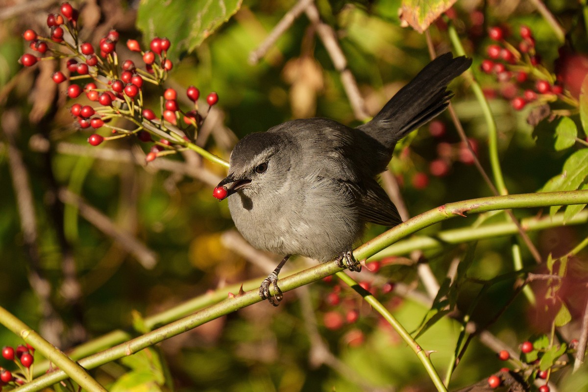 Gray Catbird - ML643658770