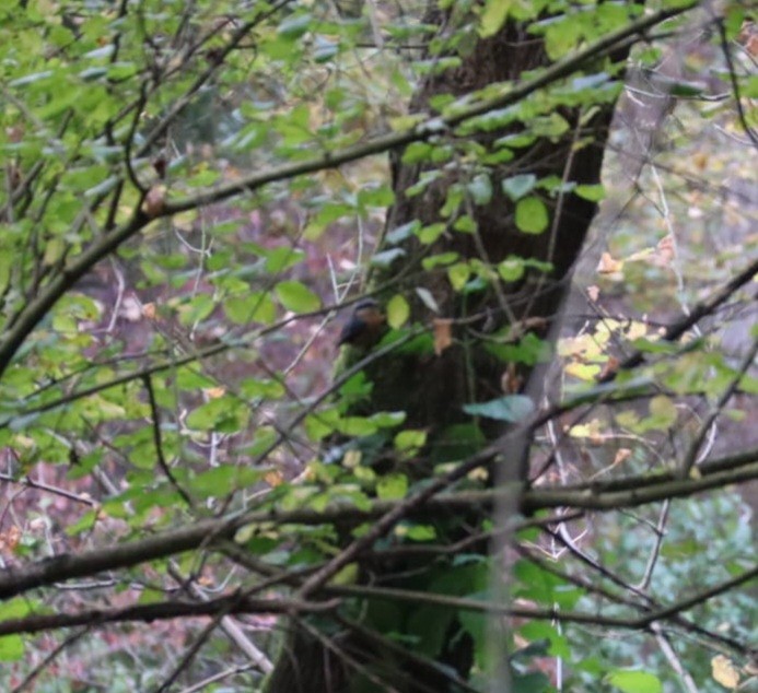 Eurasian Nuthatch - ML643658775