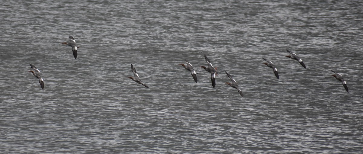 Common Merganser - ML643658779