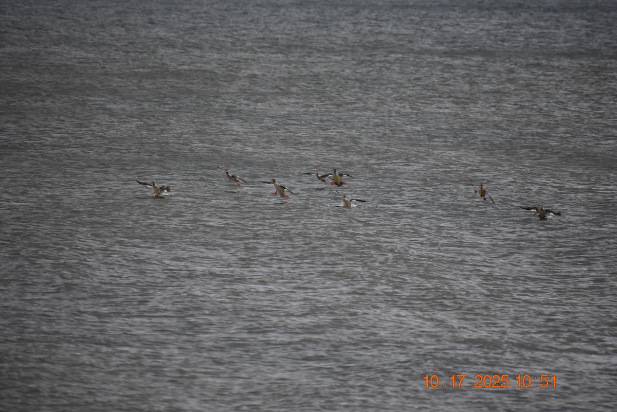 Common Merganser - ML643658780