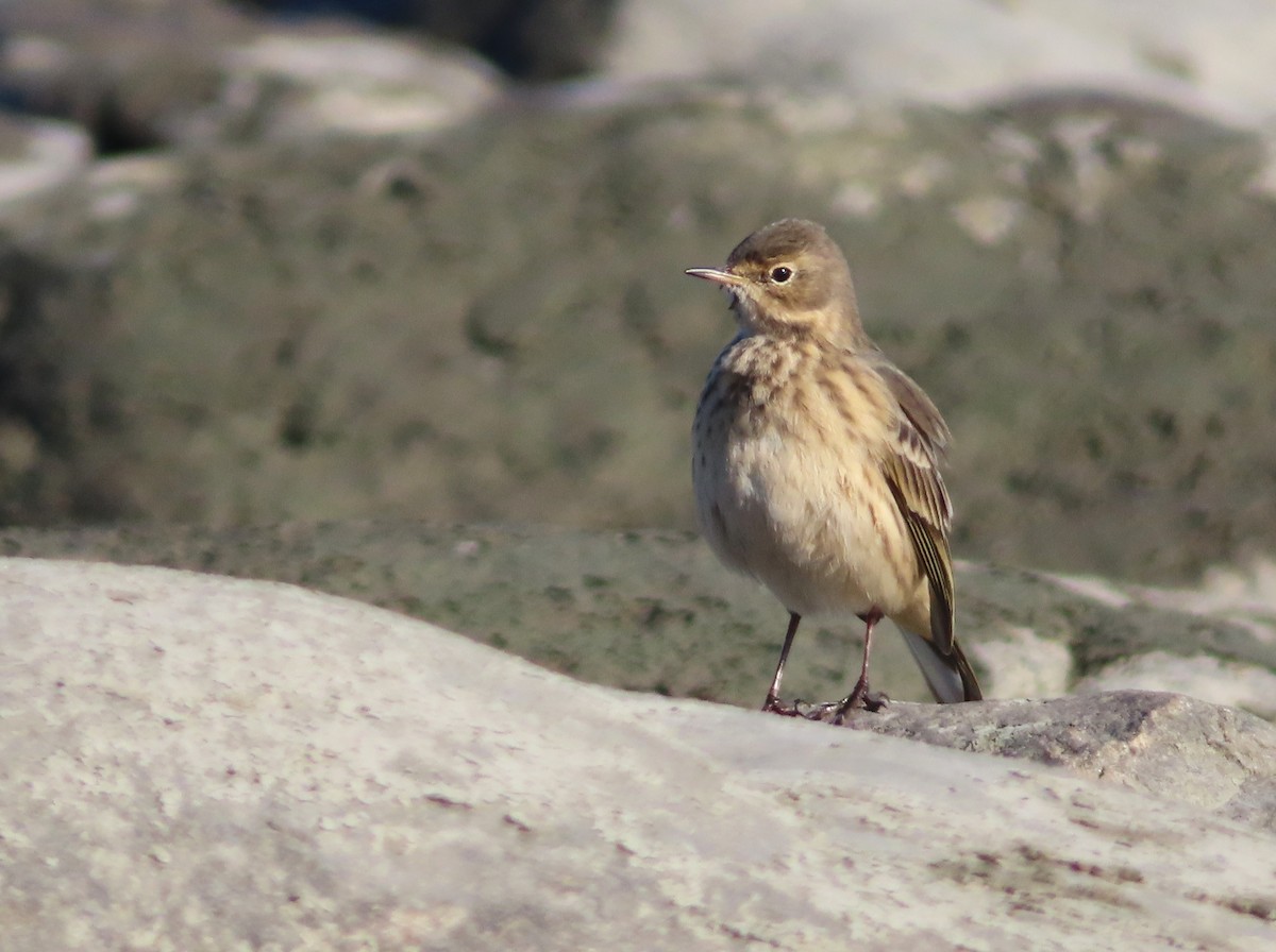 American Pipit - ML643658781