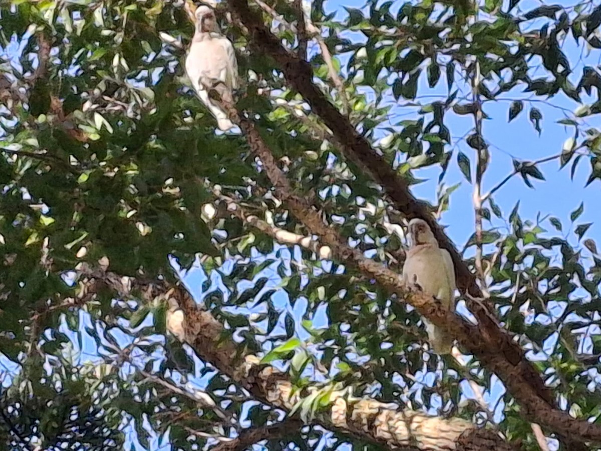 Long-billed Corella - ML643658791