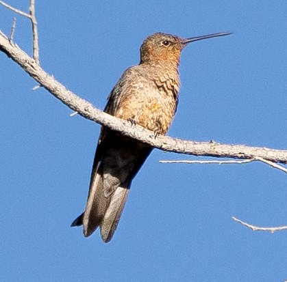 kjempekolibri - ML643658799