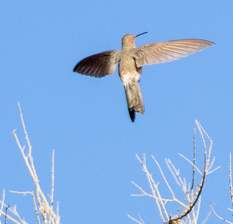 kjempekolibri - ML643658800