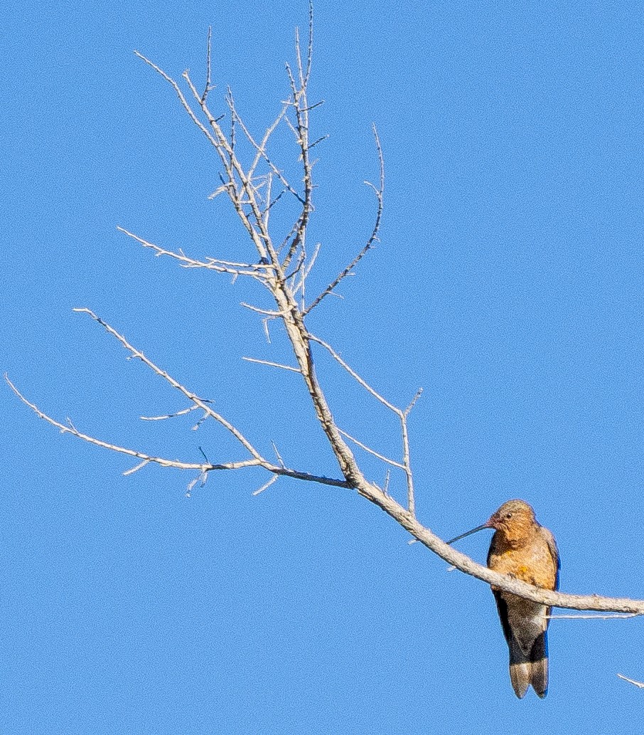 kjempekolibri - ML643658801