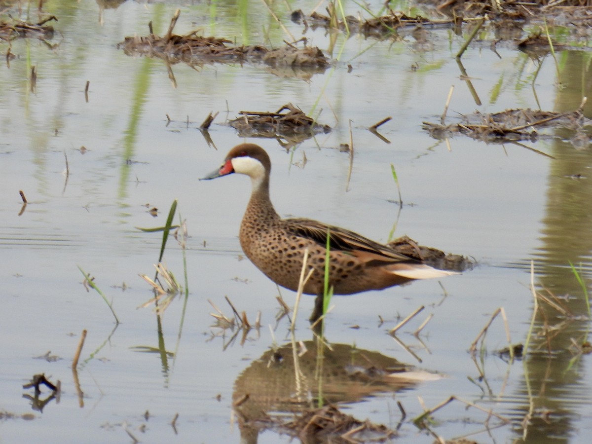 White-cheeked Pintail - ML643658810