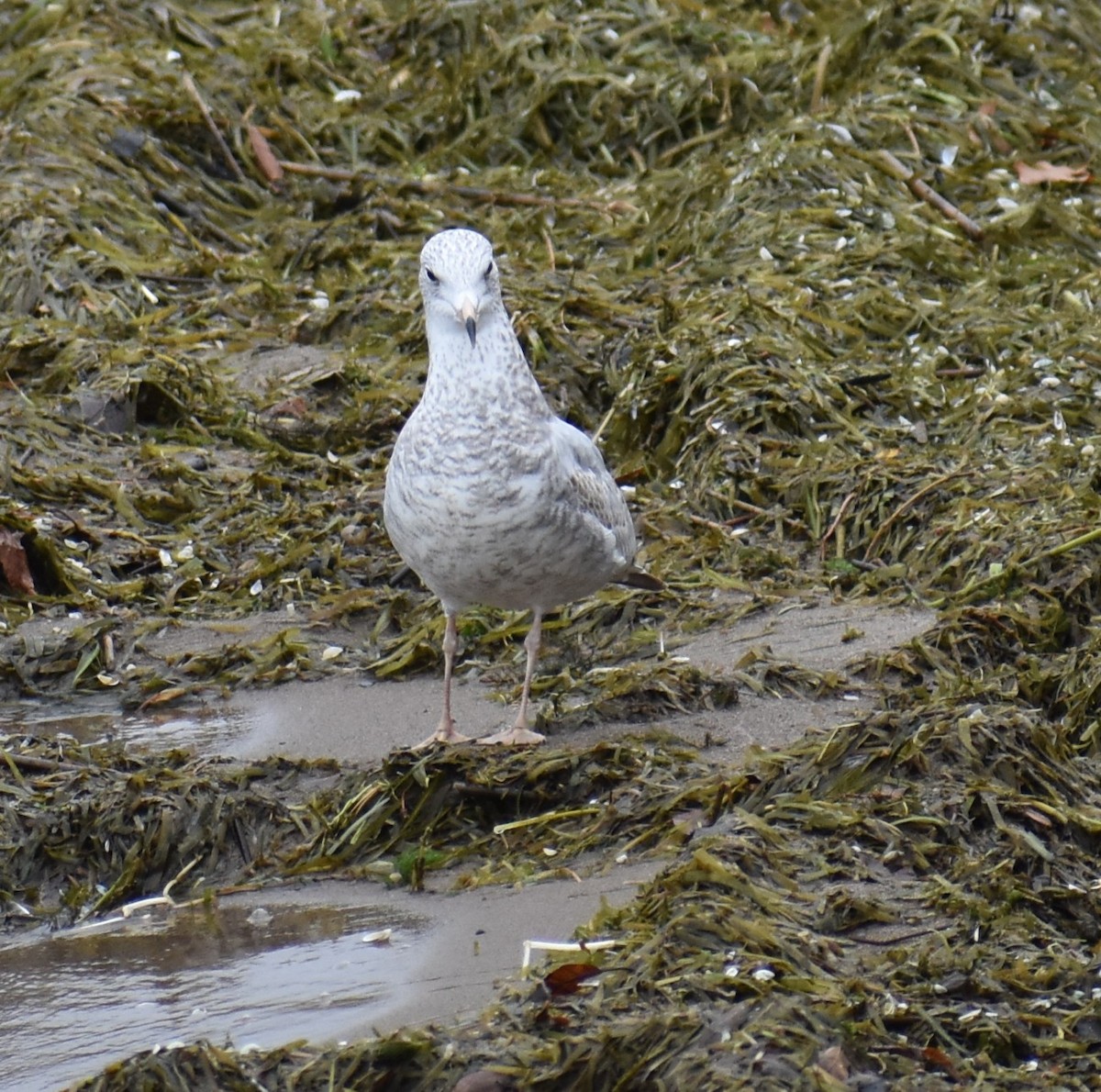 American Herring Gull - ML643658811