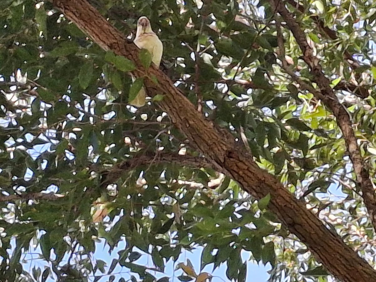 Long-billed Corella - ML643658814