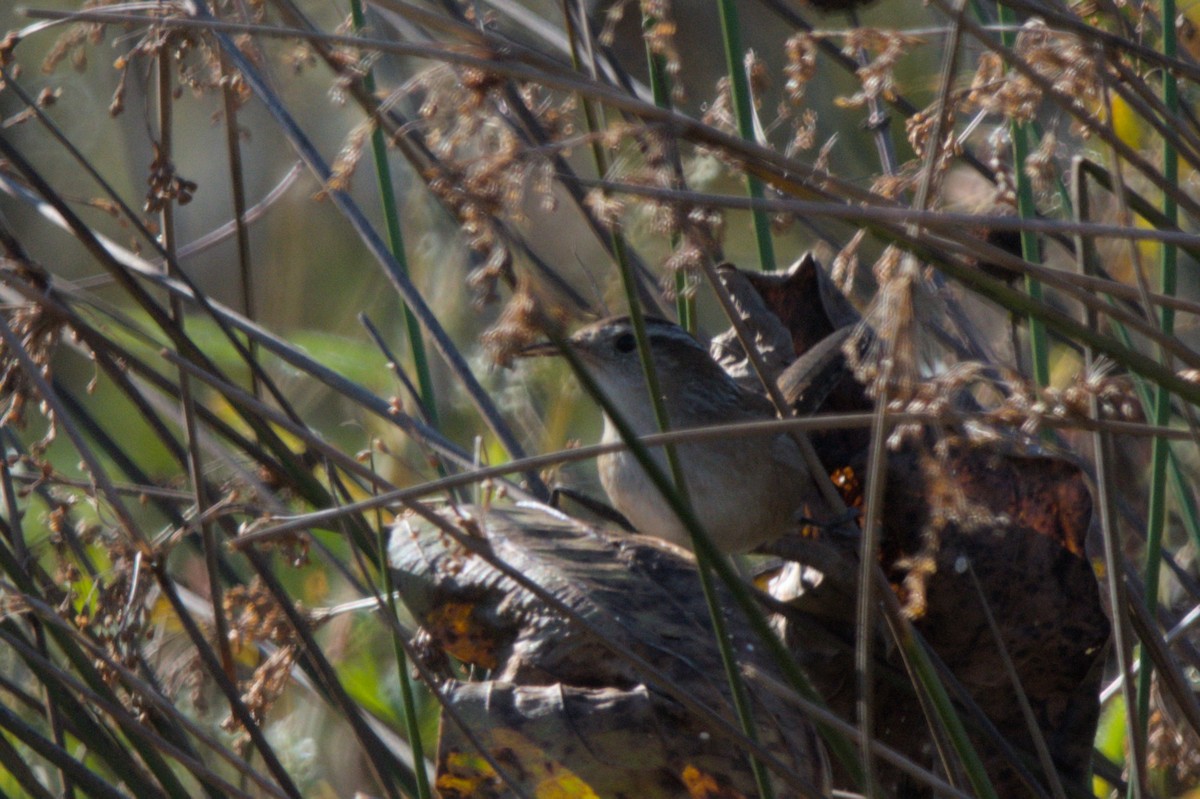 Marsh Wren - ML643658823