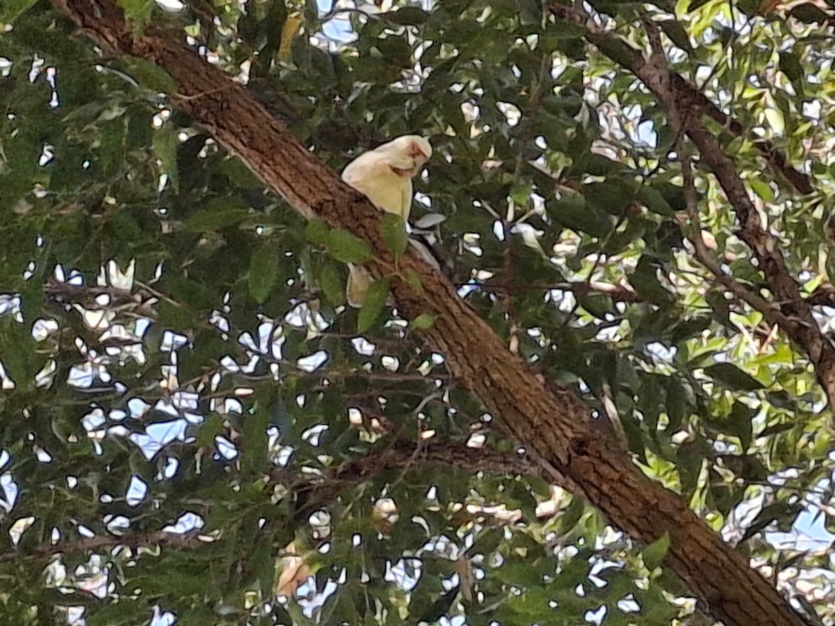 Long-billed Corella - ML643658834
