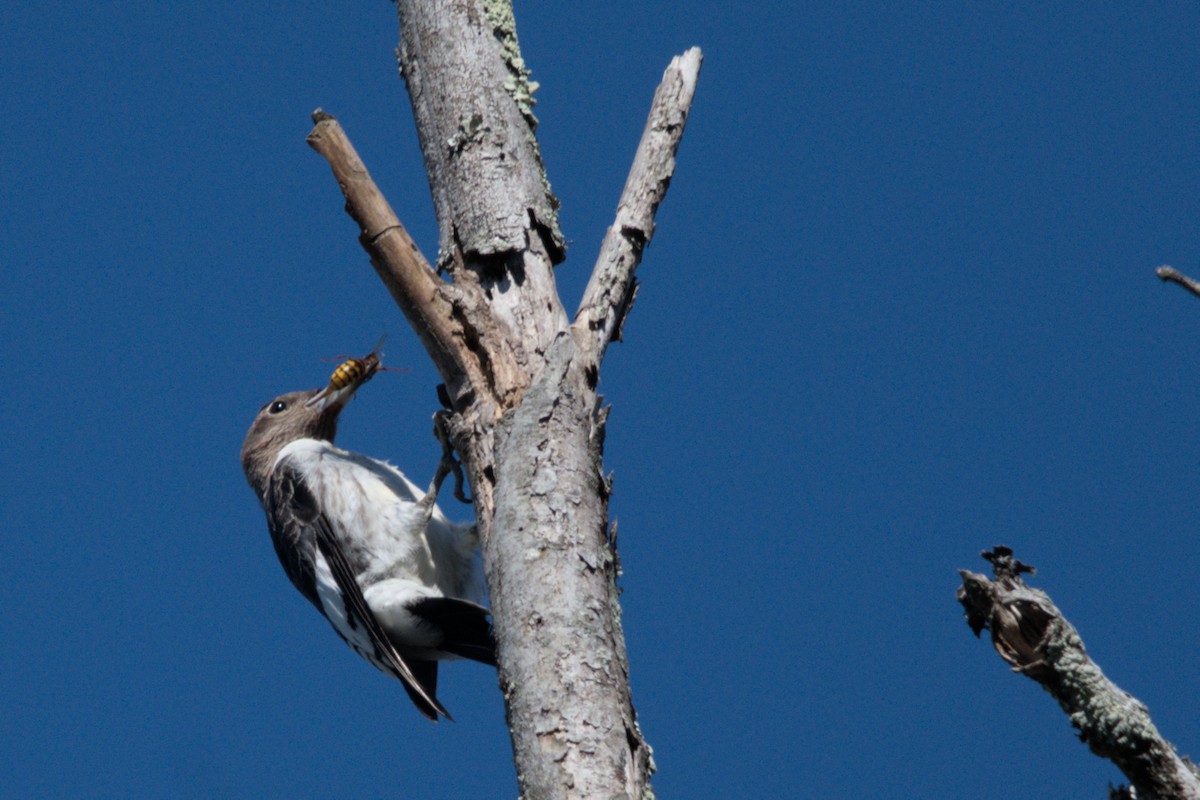 Red-headed Woodpecker - ML643658843