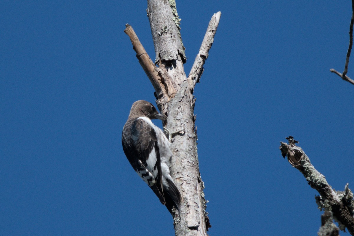 Red-headed Woodpecker - ML643658844