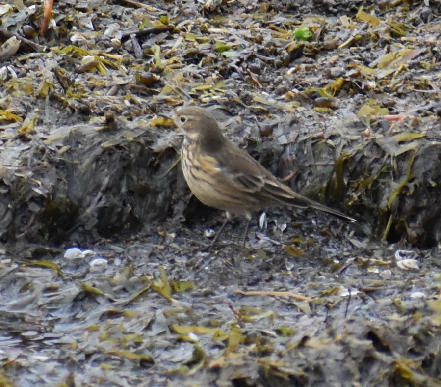 American Pipit - ML643658851