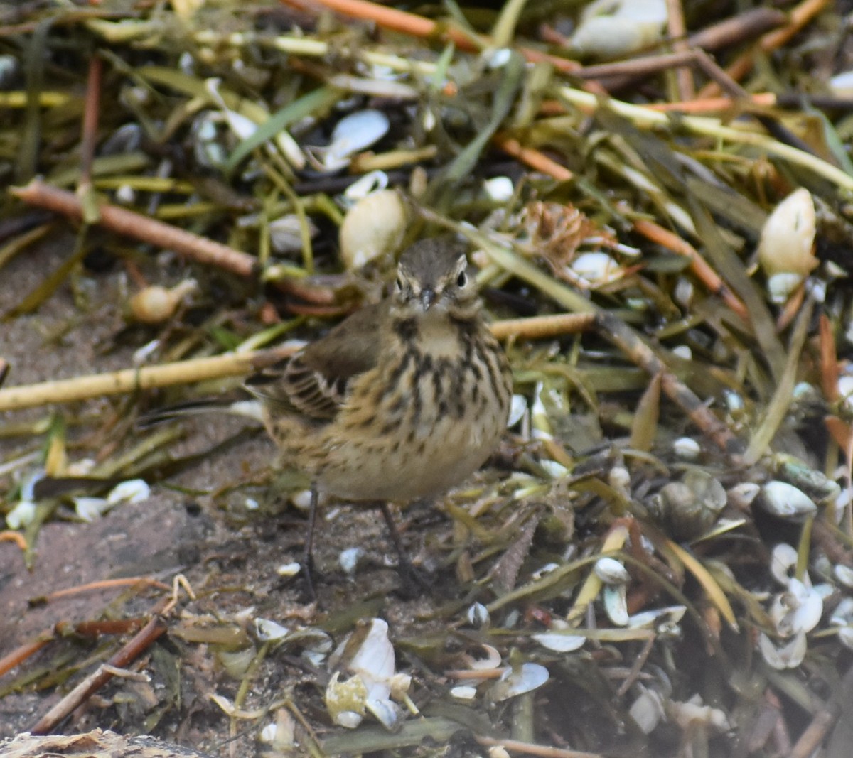 American Pipit - ML643658852