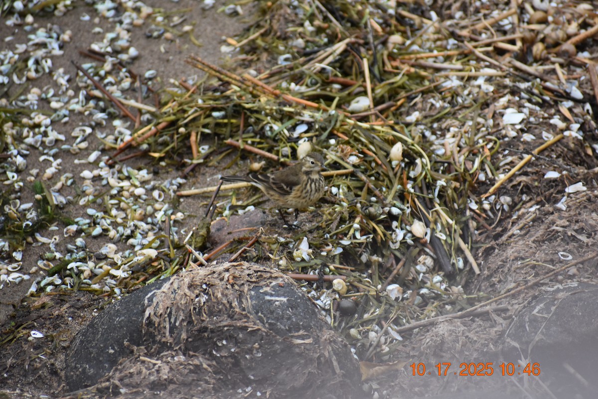 American Pipit - ML643658853