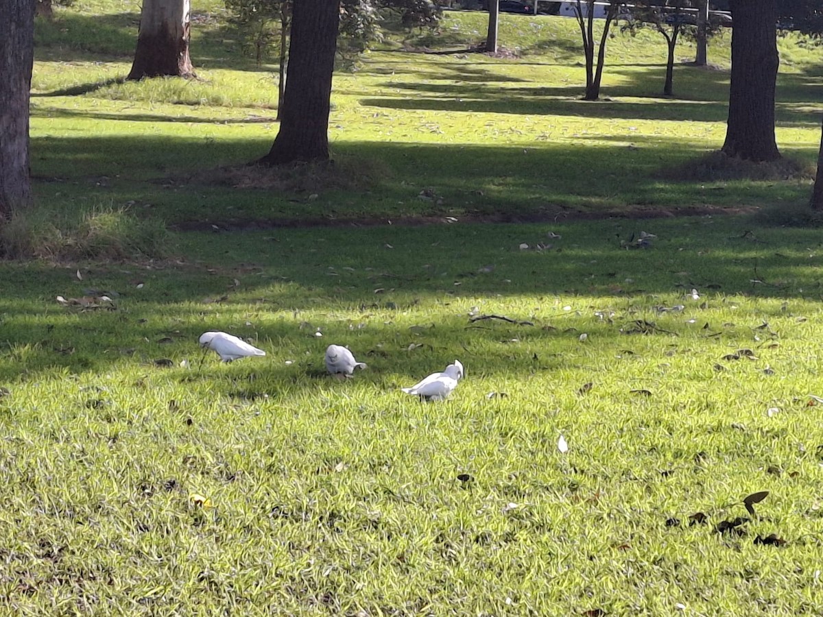 Little Corella - ML643658858