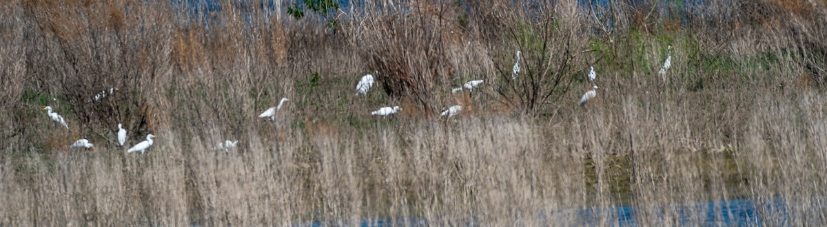 Great Egret - ML643658873