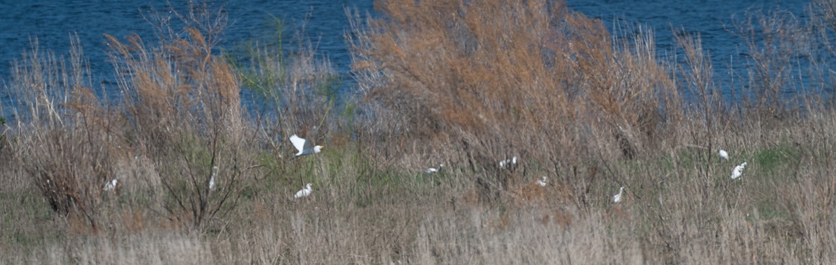 Great Egret - ML643658874