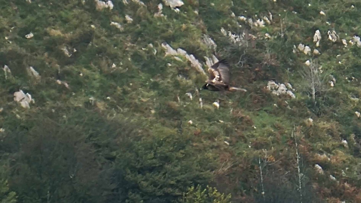 Bearded Vulture - ML643658891