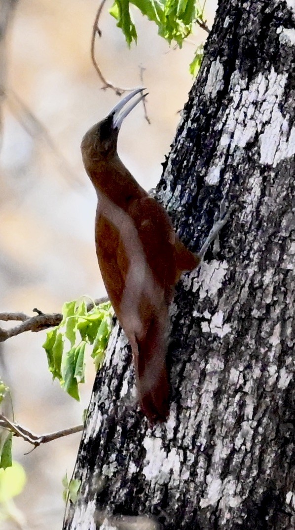 Great Rufous Woodcreeper - ML643658897