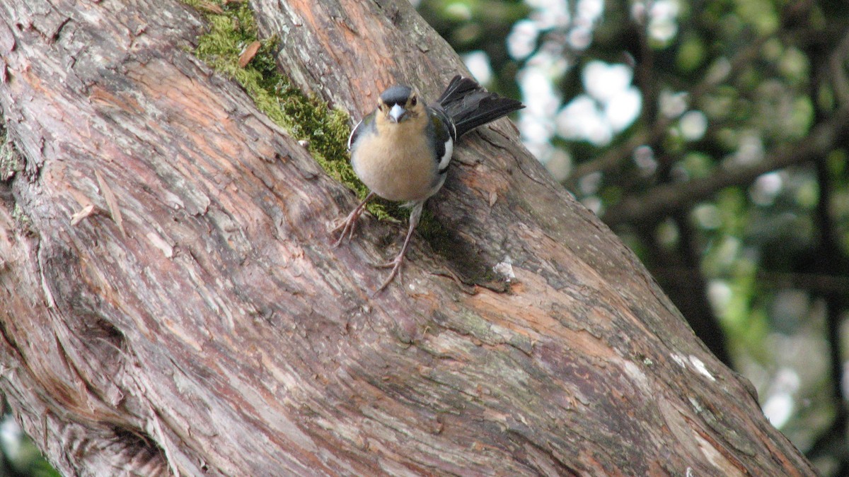 madeirafink - ML643658913