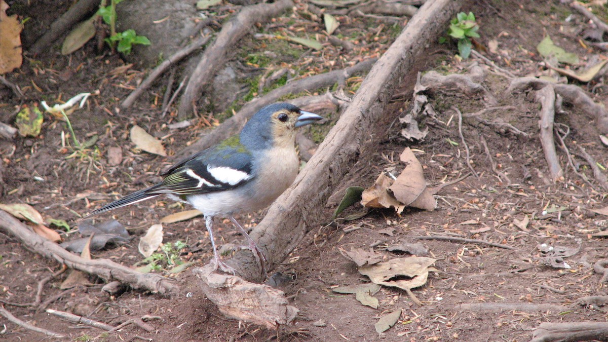 madeirafink - ML643658914