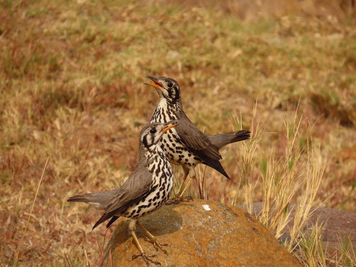 Groundscraper Thrush - ML643658917