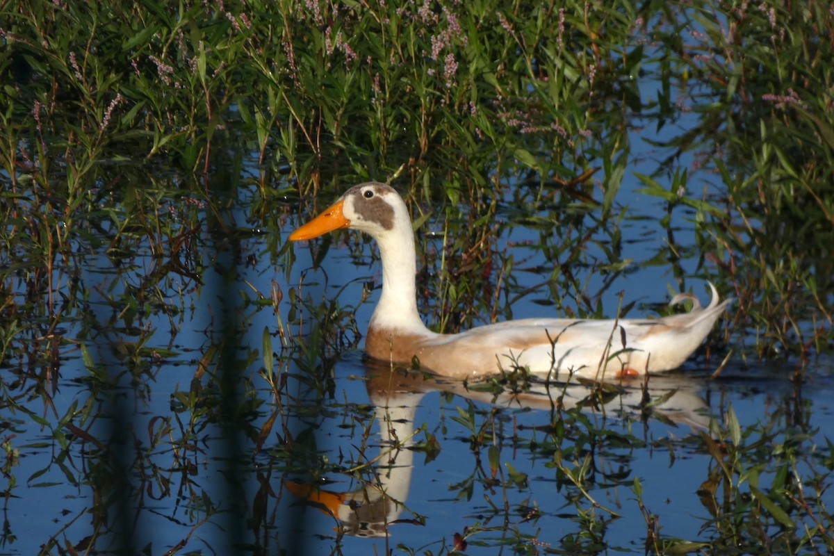 Mallard (Domestic type) - ML643658920