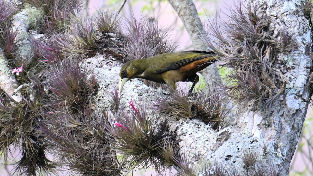 Dusky-green Oropendola - ML643658927