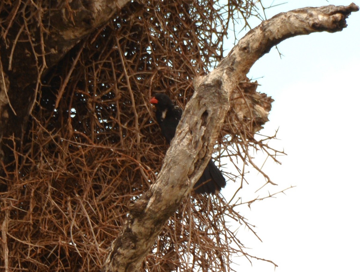 Red-billed Buffalo-Weaver - ML643658934