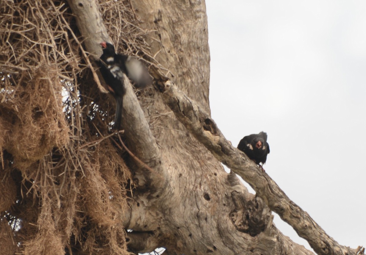 Red-billed Buffalo-Weaver - ML643658935