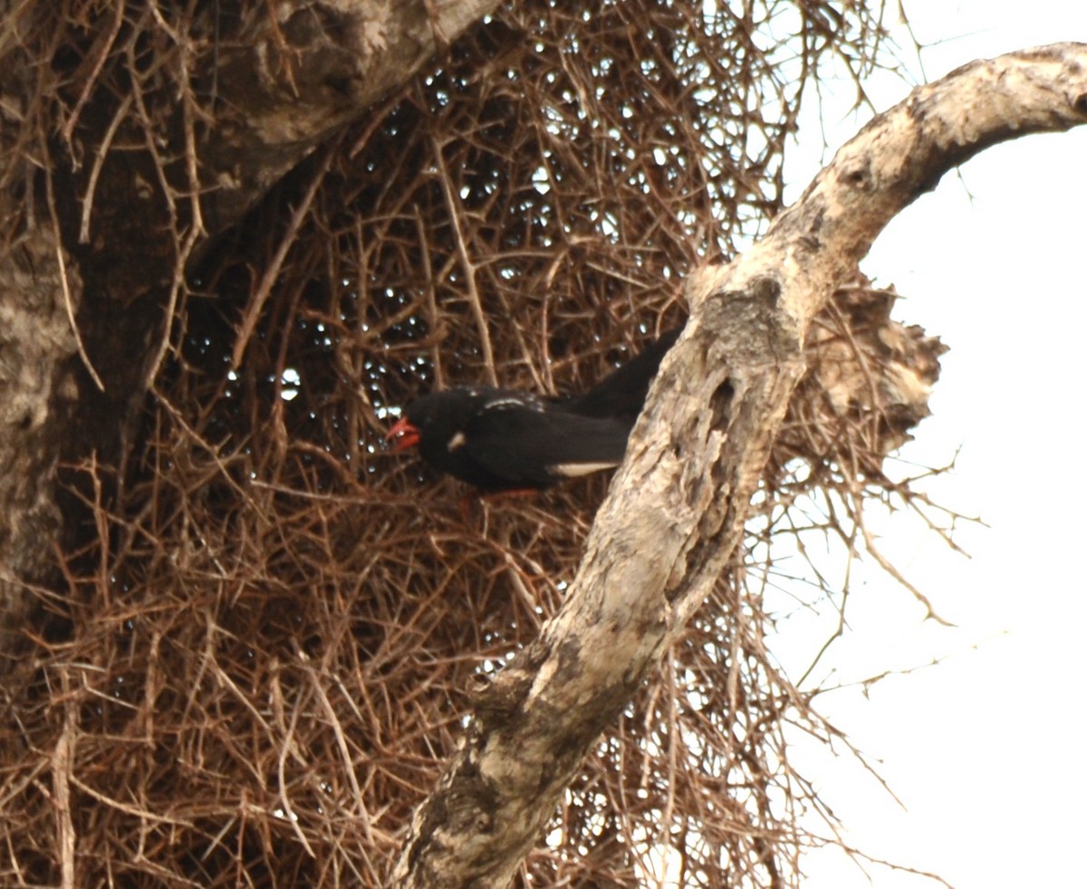 Red-billed Buffalo-Weaver - ML643658936