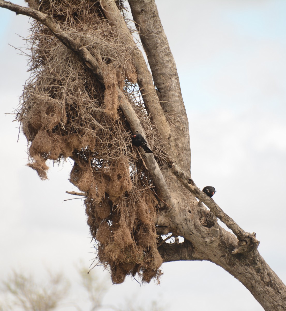 Red-billed Buffalo-Weaver - ML643658937