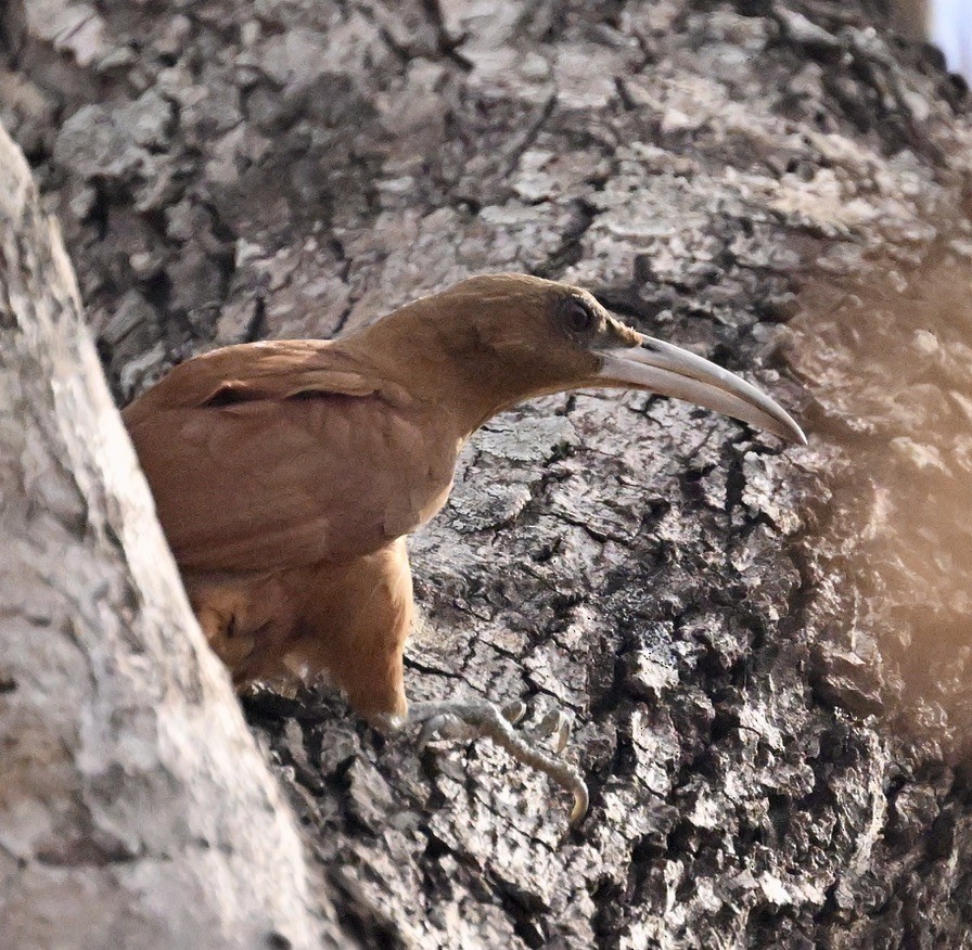 Great Rufous Woodcreeper - ML643658944