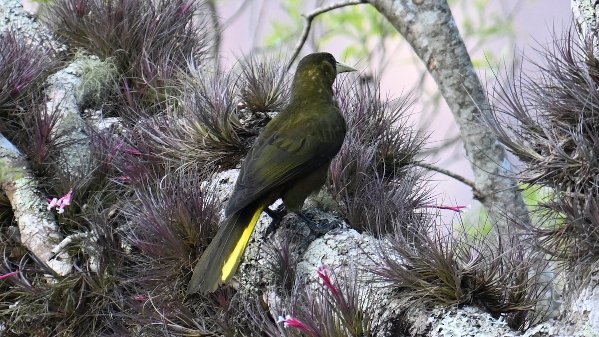 Dusky-green Oropendola - ML643658945