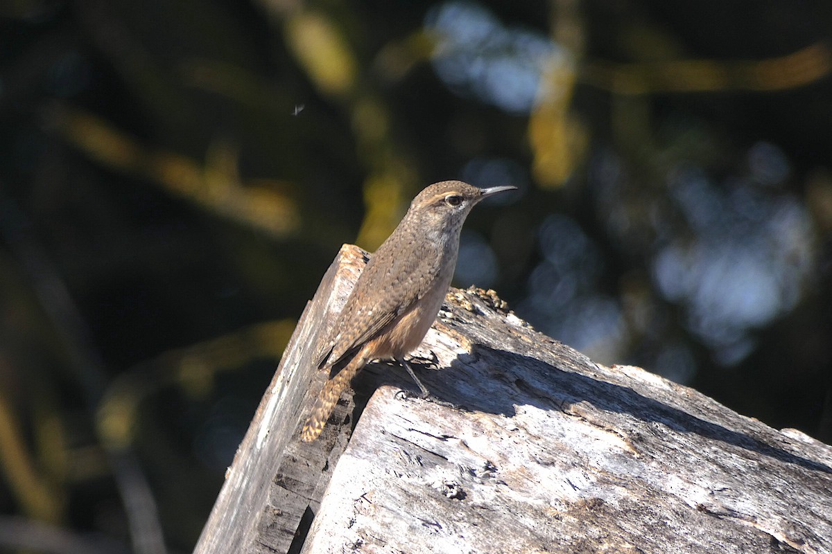 Rock Wren - ML643658954