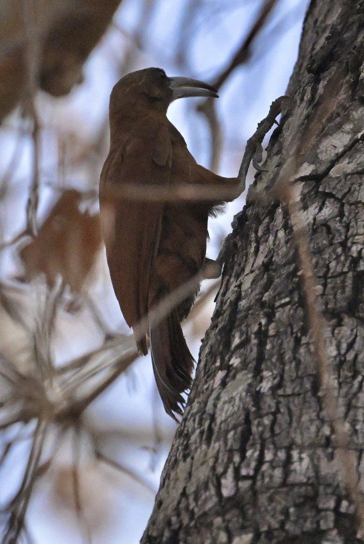 Great Rufous Woodcreeper - ML643658962