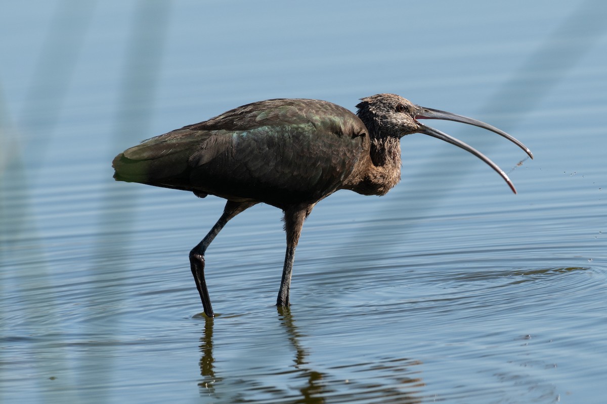 White-faced Ibis - ML643658978