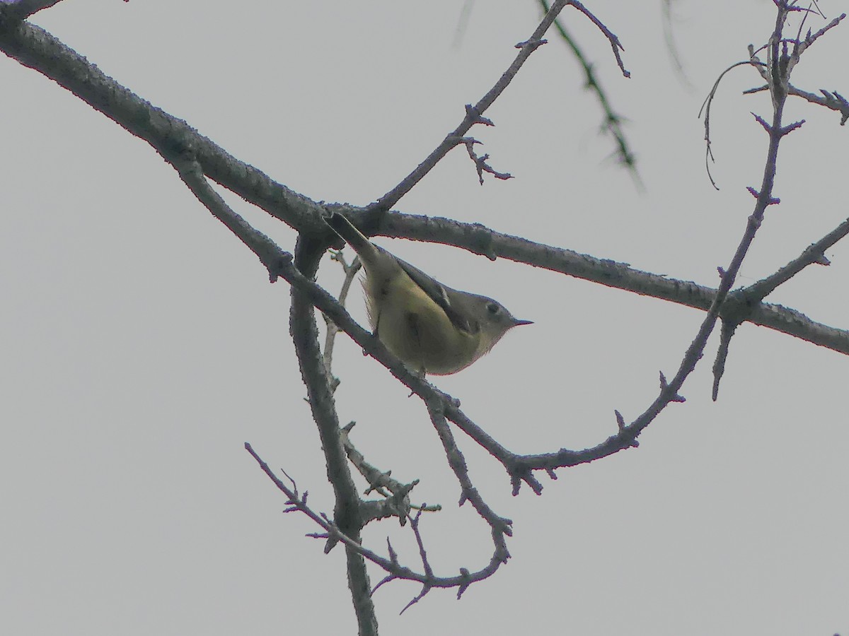 Ruby-crowned Kinglet - ML643658983