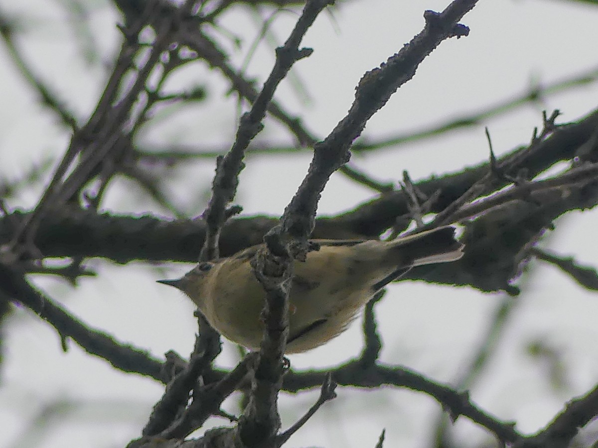 Ruby-crowned Kinglet - ML643658984