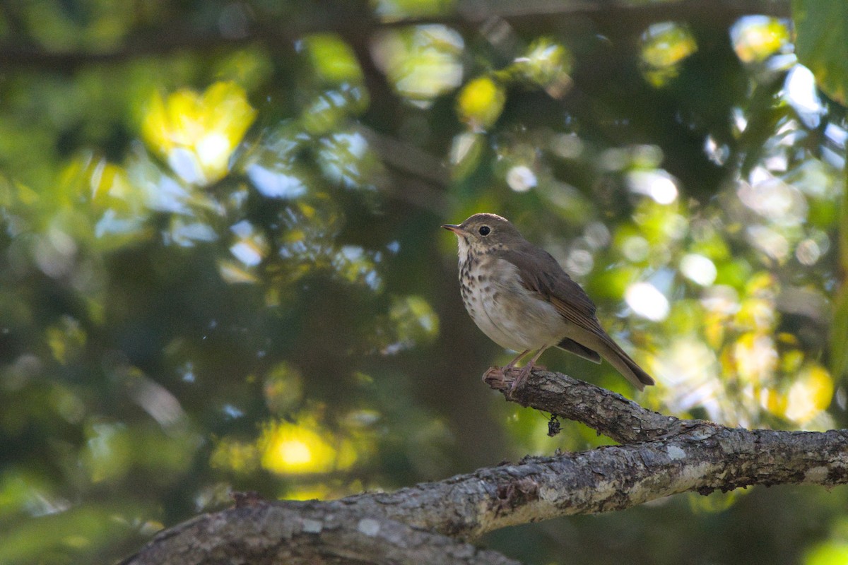 Hermit Thrush - ML643658988
