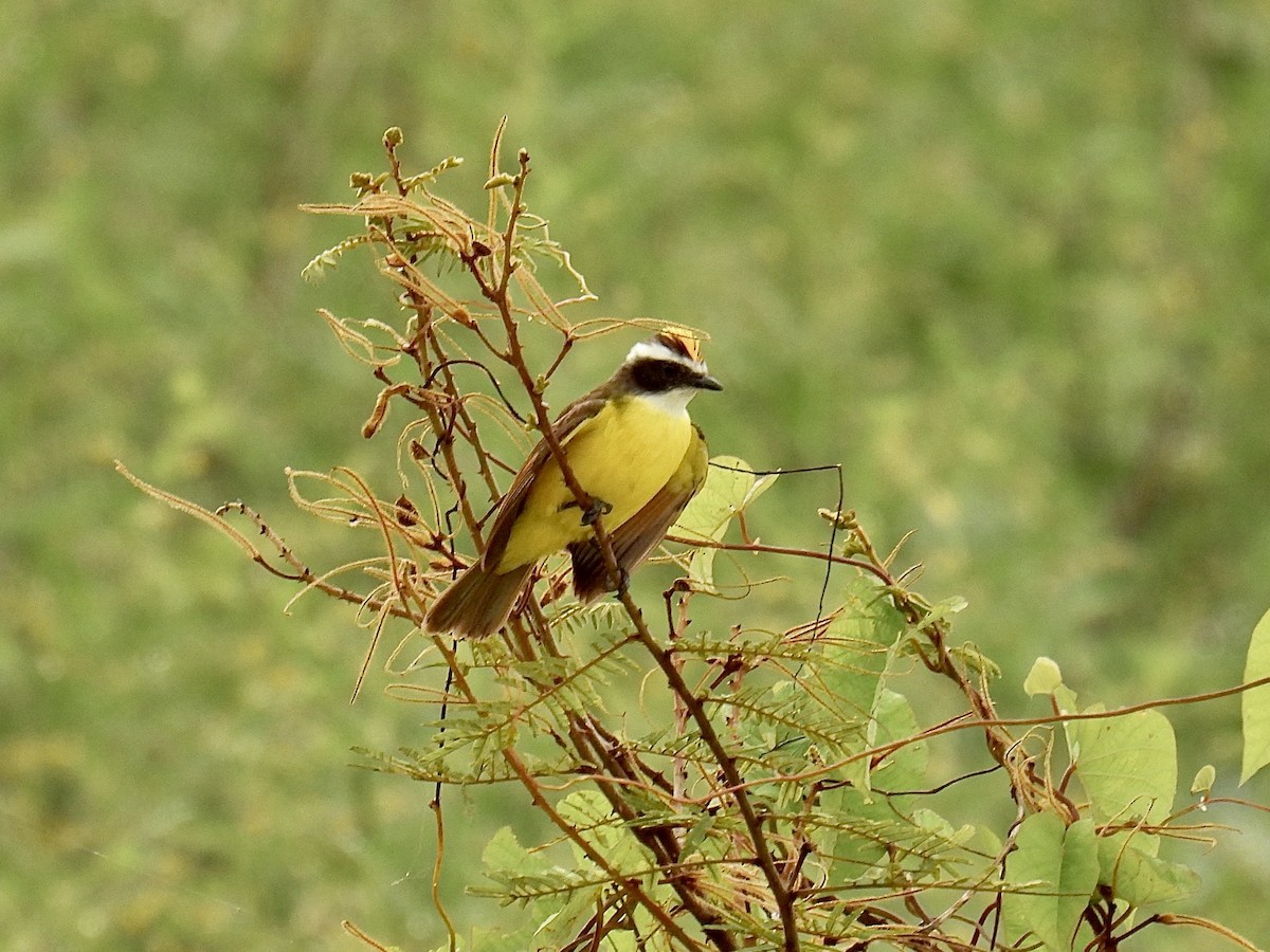 Rusty-margined Flycatcher - ML643658990