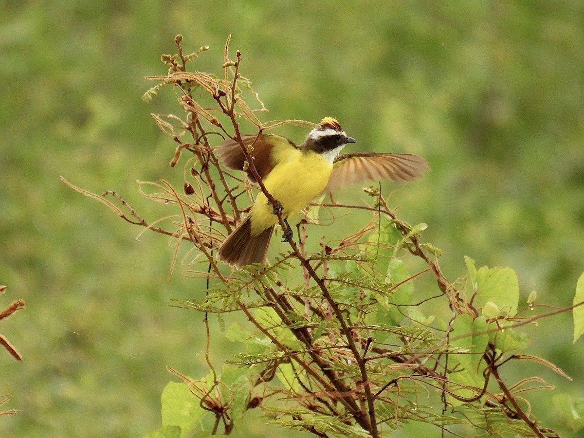Rusty-margined Flycatcher - ML643658991