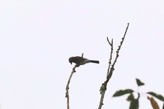 松鴉 - ML643658996